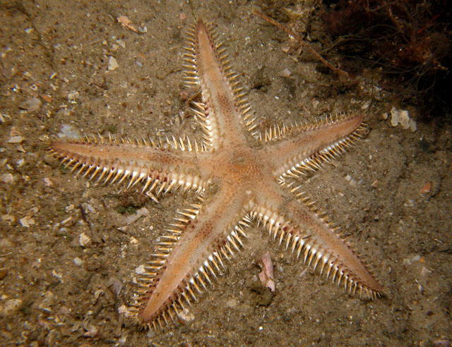 Astropecten vappa